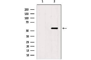 Western blot analysis of extracts from mouse spleen, using SKAP2 antibody. (SKAP2 antibody  (C-Term))