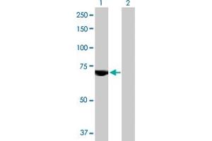 Western Blot analysis of USP2 expression in transfected 293T cell line by USP2 MaxPab polyclonal antibody. (USP2 antibody  (AA 1-605))