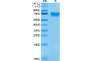 LILRB3 Protein (AA 24-443) (His-Avi Tag)