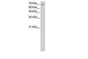 Image no. 1 for anti-Lipolysis Stimulated Lipoprotein Receptor (LSR) (AA 451-500) antibody (ABIN6736596) (LSR antibody  (AA 451-500))