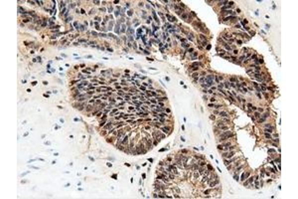NT5DC1 antibody