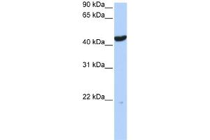 WB Suggested Anti-KRT23 Antibody Titration:  0.