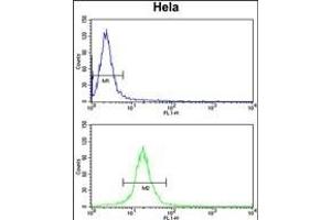 TUFM Antibody (N-term) (ABIN389459 and ABIN2839526) flow cytometry analysis of Hela cells (bottom histogram) compared to a negative control cell (top histogram). (TUFM antibody  (N-Term))