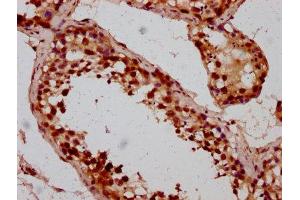IHC image of ABIN7145662 diluted at 1:200 and staining in paraffin-embedded human testis tissue performed on a Leica BondTM system. (BOLA2 antibody  (AA 1-86))