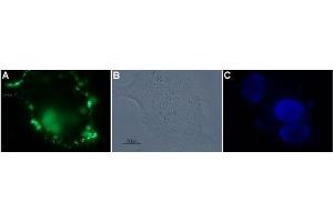 Immunocytochemistry (ICC) image for anti-Coagulation Factor II (Thrombin) Receptor-Like 3 (F2RL3) (AA 136-150), (C149S), (Extracellular) antibody (ABIN7043077)