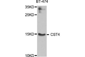 Western blot analysis of extract of various cells, using CST4 antibody. (CST4 antibody)