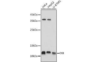 Western blot analysis of extracts of various cell lines, using DBI antibody (ABIN6127407, ABIN6139420, ABIN6139422 and ABIN6217234) at 1:1000 dilution. (Diazepam Binding Inhibitor antibody  (AA 1-114))
