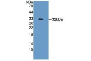 Detection of Recombinant GLRX3, Mouse using Polyclonal Antibody to Glutaredoxin 3 (GLRX3) (GLRX3 antibody  (AA 73-320))