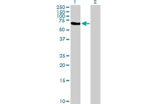 TFCP2 antibody  (AA 1-502)