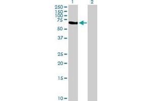 Western Blot analysis of TFCP2 expression in transfected 293T cell line by TFCP2 MaxPab polyclonal antibody.