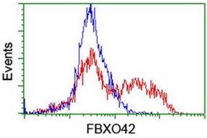 Image no. 2 for anti-F-Box Protein 42 (FBXO42) (AA 356-717) antibody (ABIN1491450) (FBXO42 antibody  (AA 356-717))