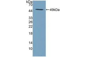 Figure. (SPINT2 antibody  (AA 28-197))
