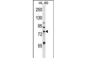 P15 Antibody (N-term) (ABIN657673 and ABIN2846665) western blot analysis in HL-60 cell line lysates (35 μg/lane). (MMP15 antibody  (N-Term))