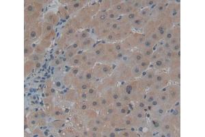 #VALUE! (Centriolin antibody  (AA 2101-2325))