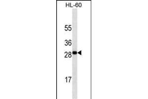 TNFSF4 antibody ABIN658920 western blot analysis in HL-60 cell line lysates (35 μg/lane). (TNFSF4 antibody  (AA 97-125))