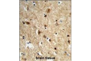 Formalin-fixed and paraffin-embedded human brain tissue reacted with NEURL Antibody (Center), which was peroxidase-conjugated to the secondary antibody, followed by DAB staining. (NEURL antibody  (AA 158-186))