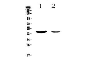 Western blot analysis of MUC7 using anti-MUC7 antibody .