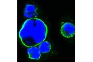 Confocal immunofluorescence analysis of HEK293 cells trasfected with full-length ISL1-hIgGFc using ISL1 mouse mAb (green).