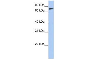 WB Suggested Anti-MFN2 Antibody Titration:  0. (MFN2 antibody  (N-Term))