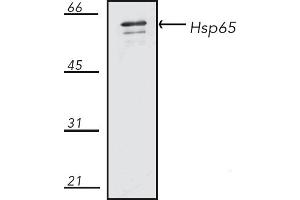 Western Blotting (WB) image for anti-Heat Shock 60kDa Protein 1 (Chaperonin) (HSPD1) antibody (ABIN7211509) (HSPD1 antibody)