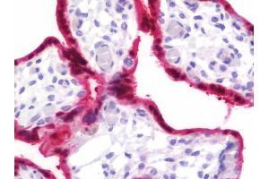Anti-BPGM antibody IHC staining of human placenta.