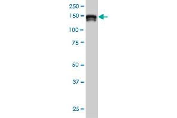 STAG2 antibody  (AA 1130-1231)