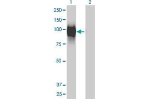 Western Blot analysis of GALNT6 expression in transfected 293T cell line by GALNT6 monoclonal antibody (M01), clone 4C10.