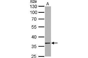 WB Image TMEM59 antibody detects TMEM59 protein by Western blot analysis. (TMEM59 antibody)