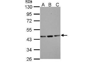 Western Blotting (WB) image for anti-Actin, gamma 1 (ACTG1) (N-Term) antibody (ABIN2855174)
