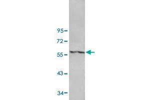 Western blot analysis of human fetal lung tissue lysate with ANGPT4 polyclonal antibody  at 1:500 dilution. (Angiopoietin 4 antibody)
