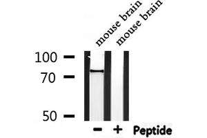 Western blot analysis of extracts from mouse  brain, using FZD3 Antibody. (FZD3 antibody  (Internal Region))