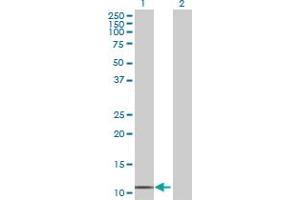 Western Blot analysis of CDK2AP1 expression in transfected 293T cell line by CDK2AP1 MaxPab polyclonal antibody. (CDK2AP1 antibody  (AA 1-115))