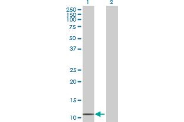 CDK2AP1 antibody  (AA 1-115)