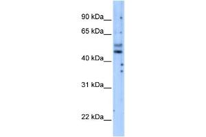 PIK3R3 antibody used at 5 ug/ml to detect target protein. (PIK3R3 antibody)