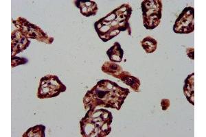 IHC image of ABIN7150492 diluted at 1:1000 and staining in paraffin-embedded human placenta tissue performed on a Leica BondTM system. (DNAJA1 antibody  (AA 8-106))