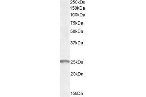 ABIN185322 (1µg/ml) staining of Human Muscle lysate (35µg protein in RIPA buffer). (SYNGR2 antibody  (Internal Region))