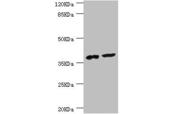 DEDD Antikörper  (AA 1-318)