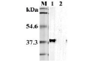 Western blot analysis using anti-TIM-3 (mouse), mAb (TI 339H)  at 1:5'000 dilution. (TIM3 antibody)