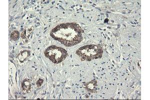 Image no. 2 for anti-Polymerase (RNA) III (DNA Directed) Polypeptide C (62kD) (POLR3C) antibody (ABIN1500340) (POLR3C antibody)