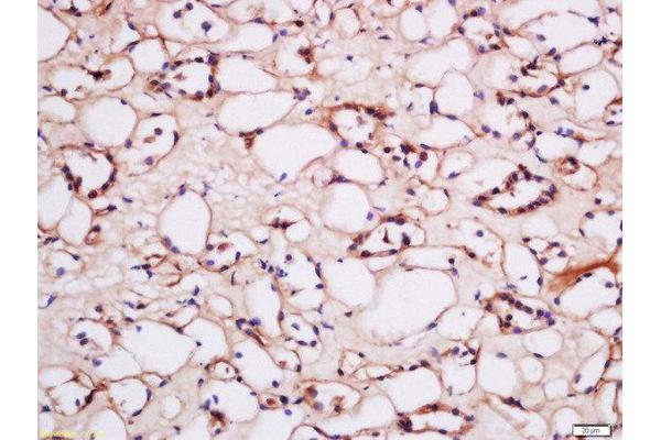 Cytochrome C, Somatic Pseudogene 51 (CYCSP51) (AA 341-459) antibody