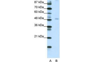 Western Blotting (WB) image for anti-Nuclear Factor I/B (NFIB) antibody (ABIN2460545) (NFIB antibody)