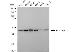 anti-BCL2-Like 14 (Apoptosis Facilitator) (BCL2L14) antibody