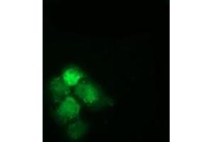 Anti-HSPA6 mouse monoclonal antibody (ABIN2453154) immunofluorescent staining of COS7 cells transiently transfected by pCMV6-ENTRY HSPA6 (RC207795). (HSPA6 antibody)