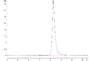 The purity of Mouse TGF-alpha is greater than 95 % as determined by SEC-HPLC. (TGFA Protein (AA 39-88) (Fc Tag))