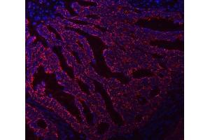 IF analysis of Asparagine synthetase/ASNS using anti-Asparagine synthetase/ASNS antibody (ABIN7599465). (Asparagine Synthetase antibody  (AA 1-531))