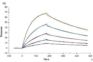 Human IFN alpha/beta R2, His Tag captured on CM5 Chip via anti-his antibody can bind Human IFN alpha 1, hFc Tag with an affinity constant of 11. (IFNA Protein (AA 27-243) (His tag))