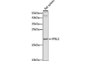 Western blot analysis of extracts of rat spleen, using YPEL3 antibody (ABIN7271421) at 1:1000 dilution.