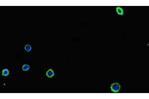 Immunofluorescent analysis of MCF-7 cells using ABIN7143303 at dilution of 1:100 and Alexa Fluor 488-congugated AffiniPure Goat Anti-Rabbit IgG(H+L) (Adenosine A2a Receptor antibody  (AA 291-412))