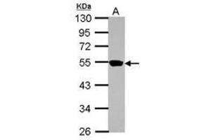 Image no. 1 for anti-Zinc Finger Protein 597 (ZNF597) (AA 174-415) antibody (ABIN1501851) (ZNF597 antibody  (AA 174-415))