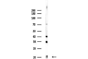 Western blot analysis of lysates from Rat brain, using Casein Antibody at 1/1000 dilution.